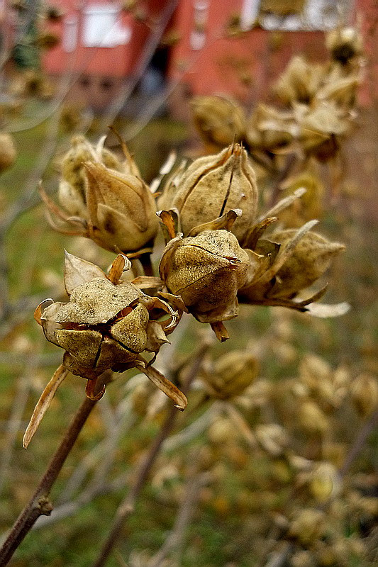 Mályvacseje (Hibiscus syriacus)
