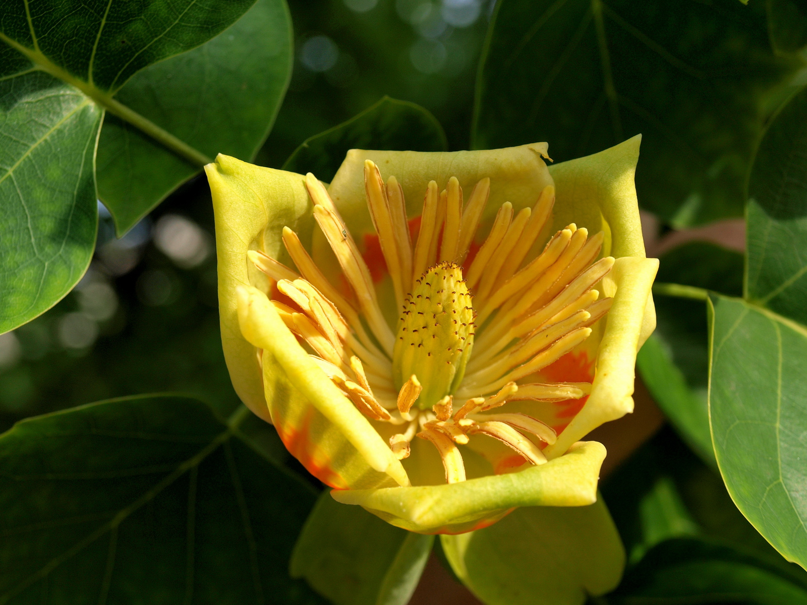 Tulipánfa (Liriodendron tulipifera)