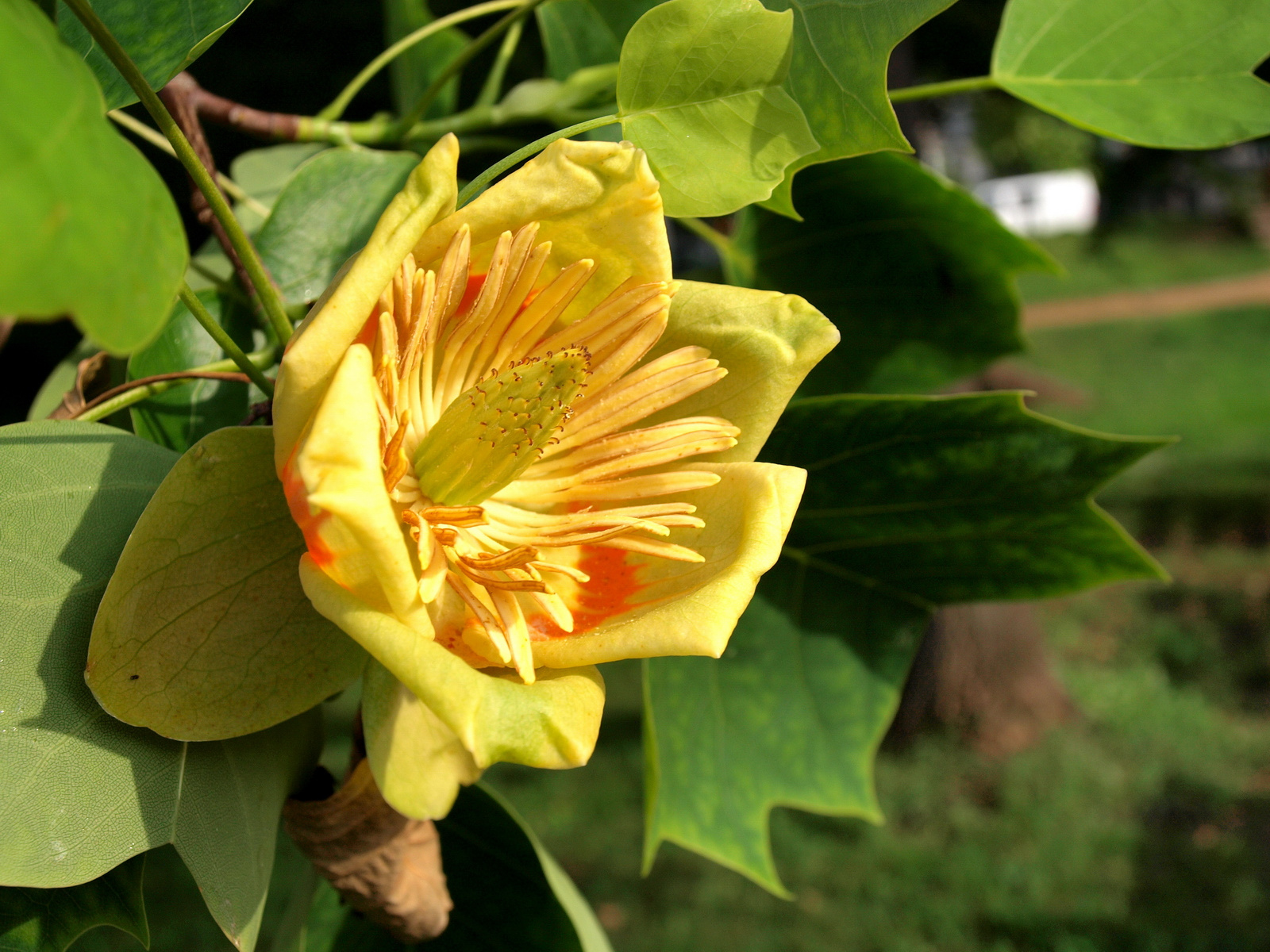 Tulipánfa (Liriodendron tulipifera)