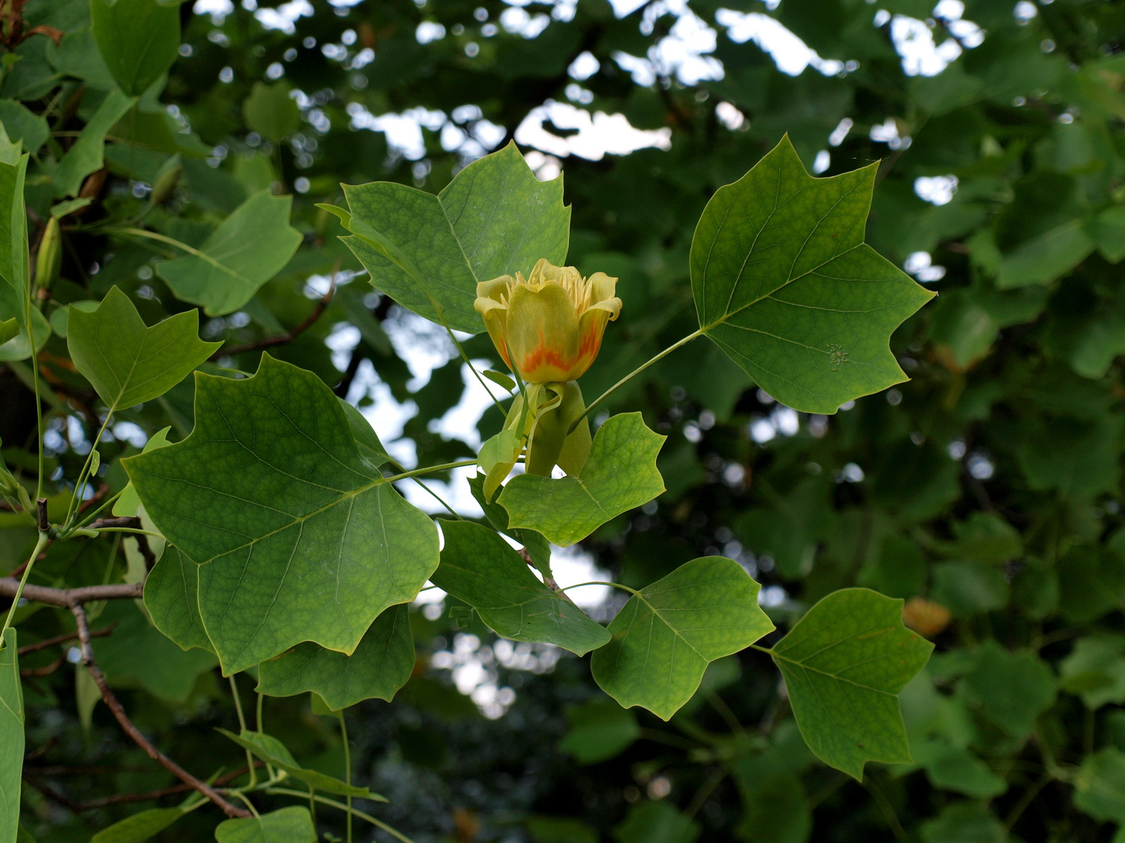 Tulipánfa (Liriodendron tulipifera)