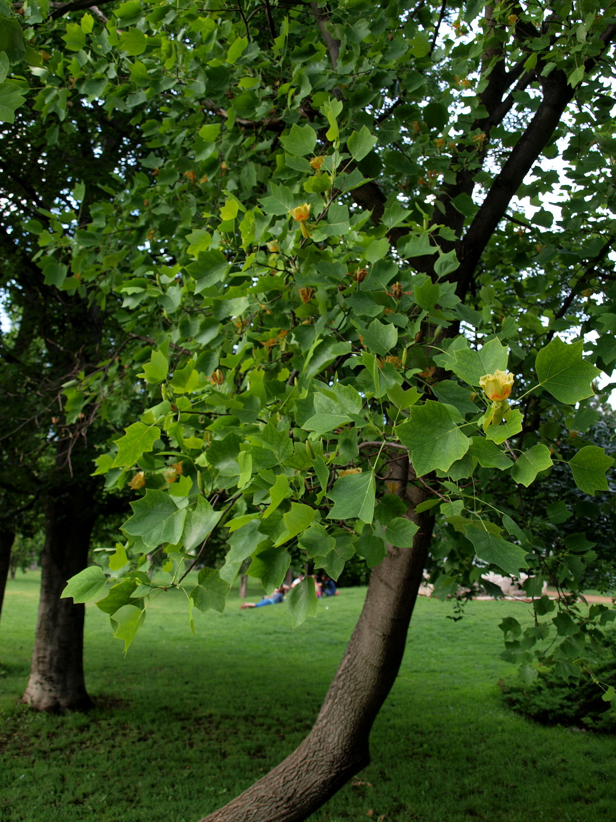 Tulipánfa (Liriodendron tulipifera)