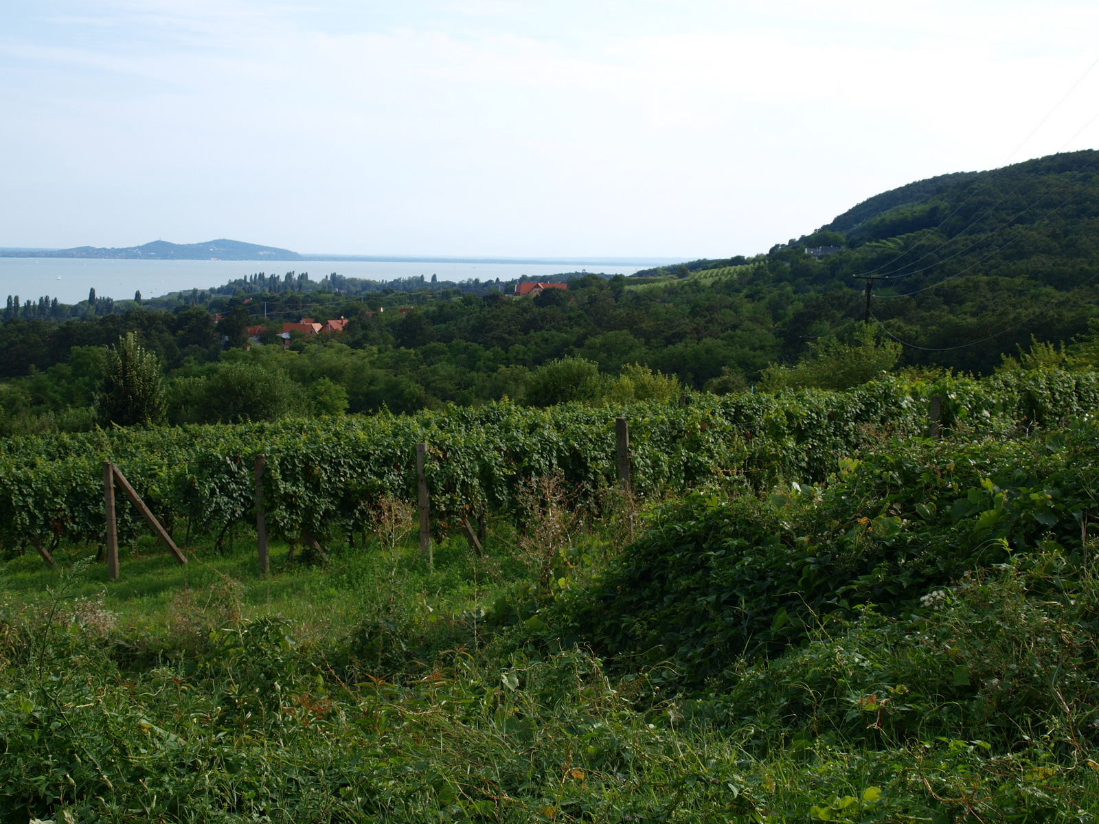 Kilátás a Balatonrendes feletti domboldalból 1