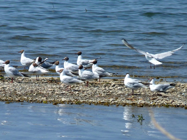 Ohrid lake