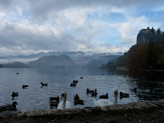 Bled lake