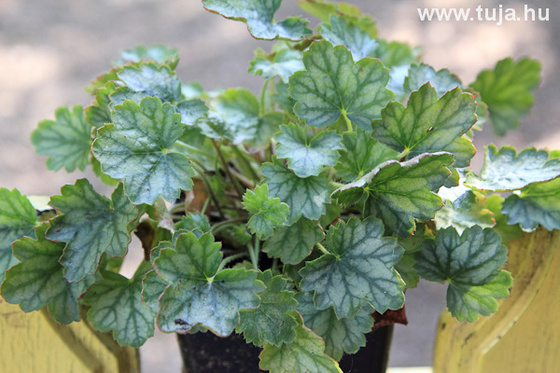 Márványozott levelű tűzeső - Heuchera americana Marveolus Marble