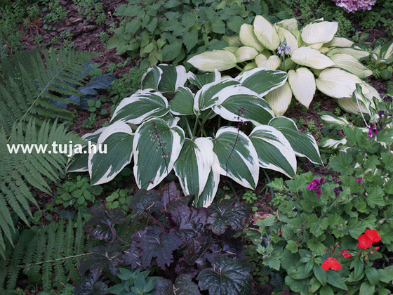 Hosta - Árnyékliliom