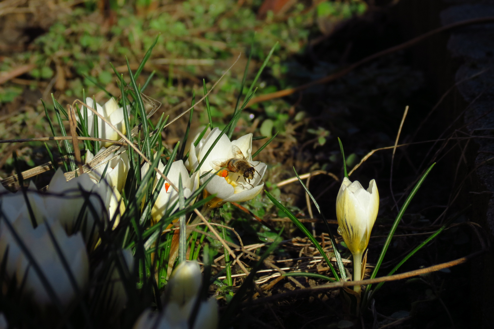 Crocusok és a Zümi