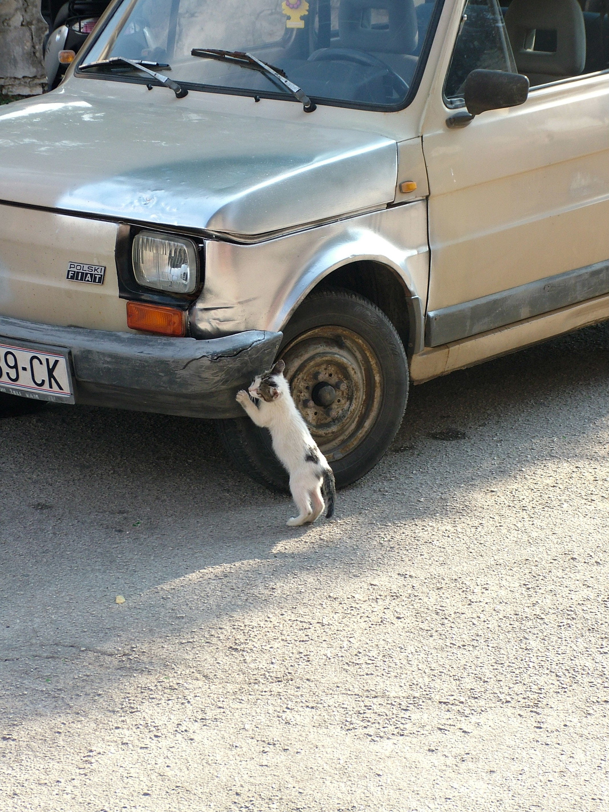 2004-aug-06-14 Korcula-fiat polski cica