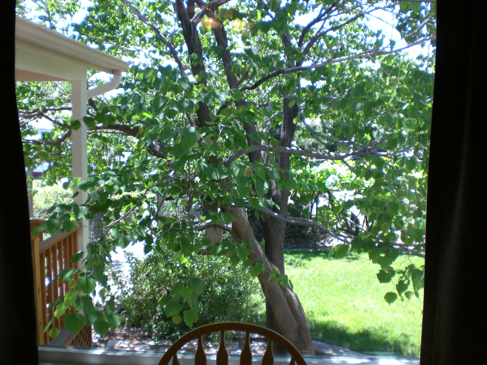 view from dining room