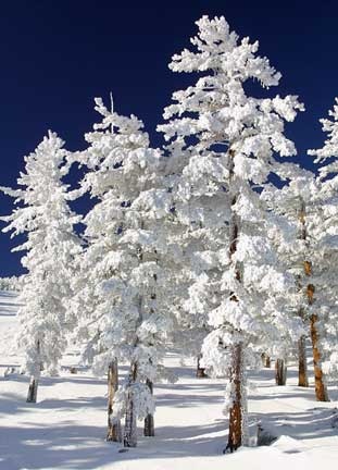 snow-trees-thumb