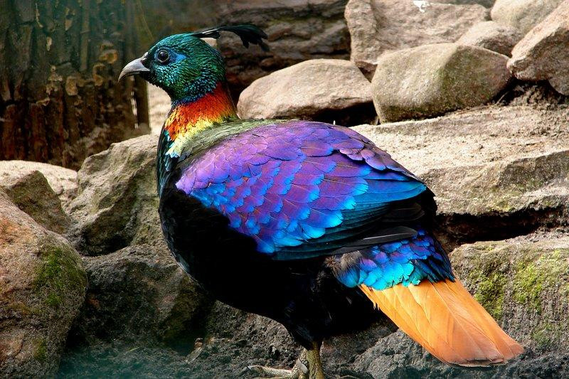 himalayan monal (Medium)