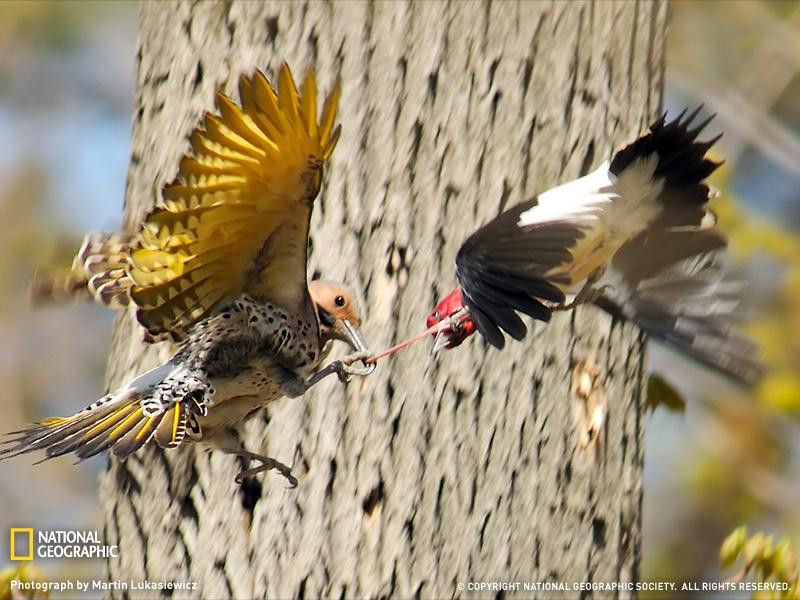 009-bird-rondeau-park-sw (Medium)