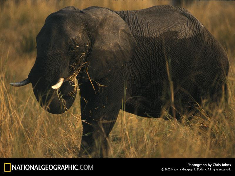 african-elephant-504789-sw (Medium)