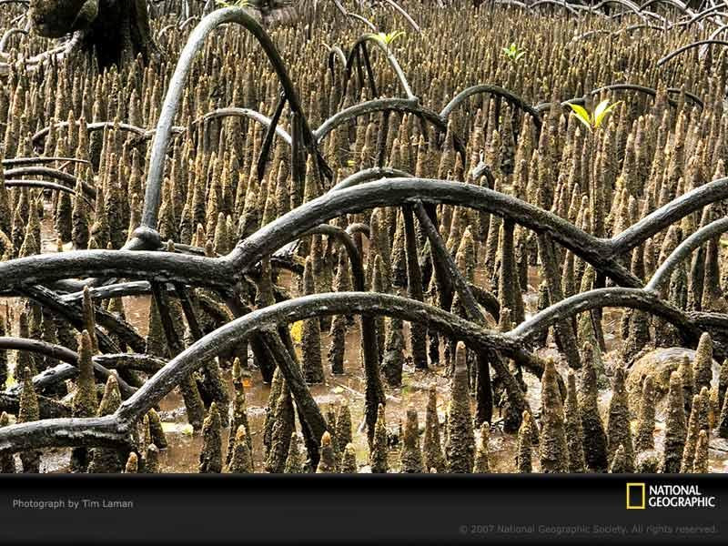 arching-mangrove-roots-1047763-sw (Medium)