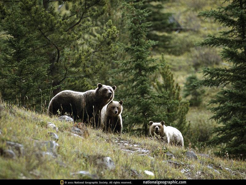 banff-grizzlies-498751-sw (Medium)