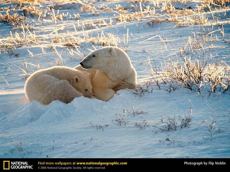 bay-polar-bears-492292-sw (Medium)