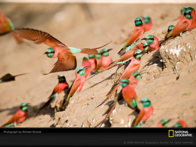 bee-eater-birds-nichols-1049040-sw (Medium)