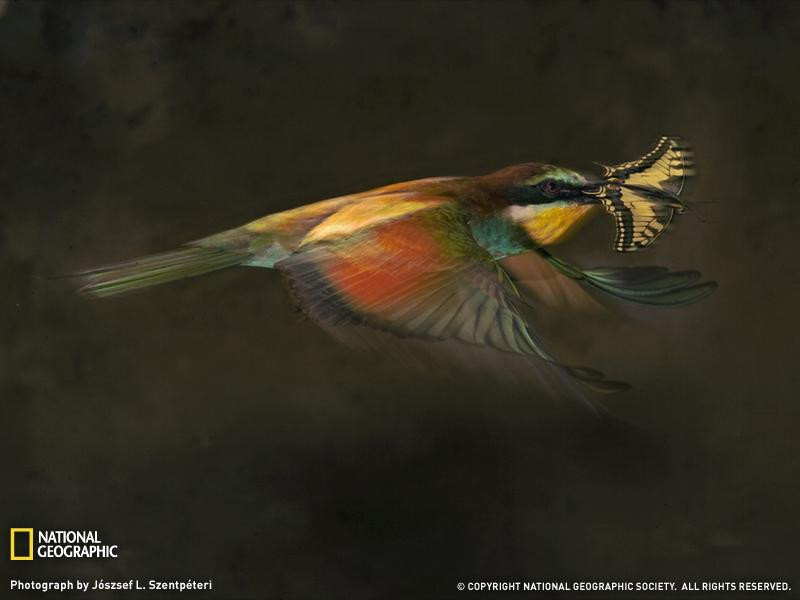 bee-eater-flight-1188997-080509-sw (Medium)