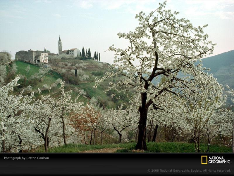 cherry-blossoms-italy-418887-sw (Medium)