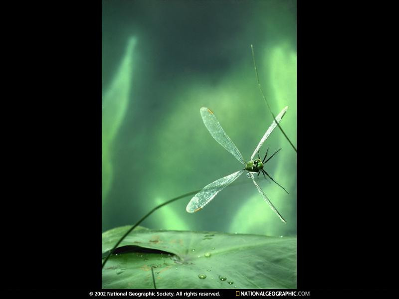 dragonfly-261276-sw (Medium)