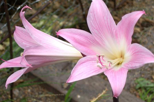 Amaryllis+belladonna (Small)