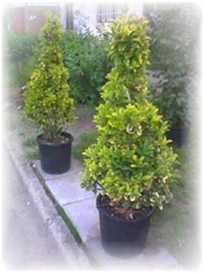 5Euonypiramide (Medium)