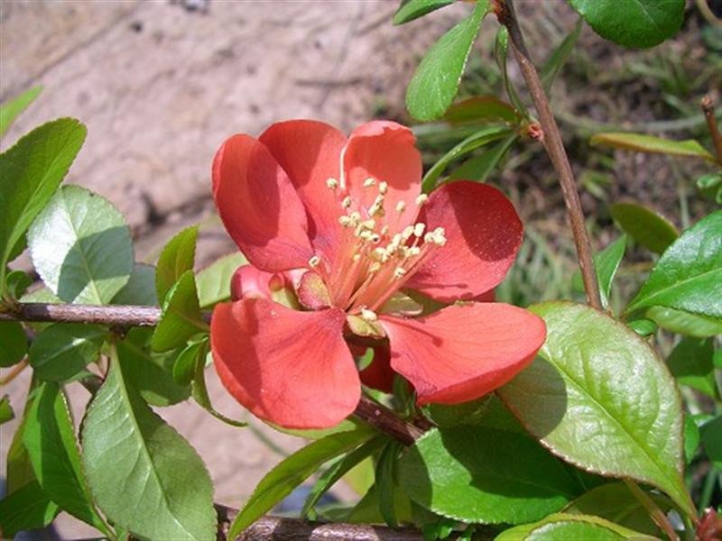 japanese-quince-1 (Medium)