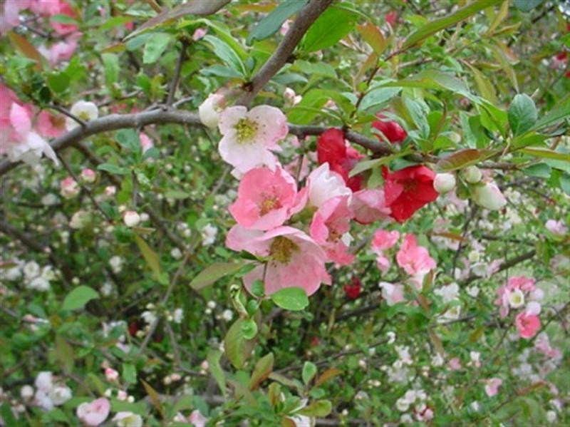 quince (Medium)