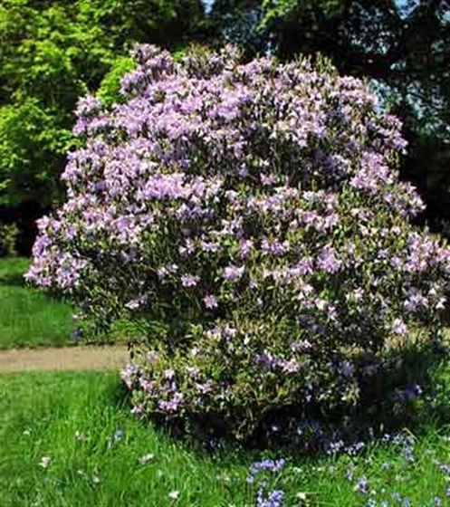 rhododendron-augustinii-shrub (Medium)