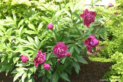 peony-2004-05