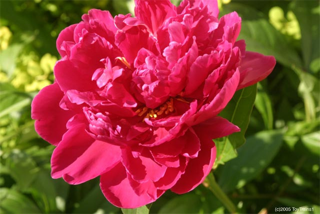 peony-2005-08