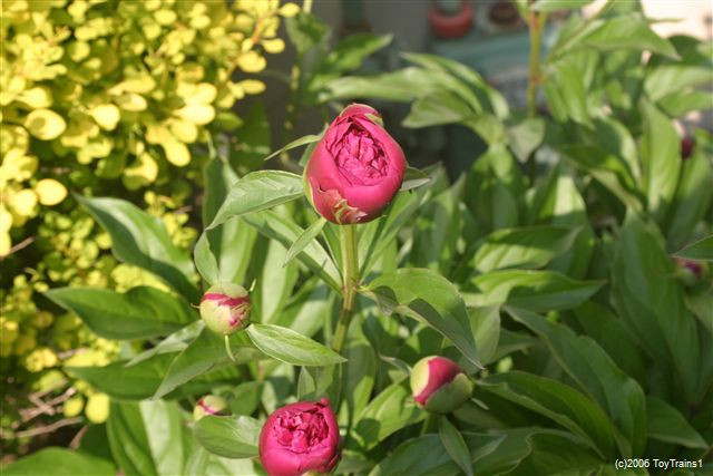 peony-2006-02