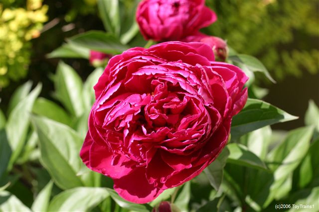 peony-2006-06