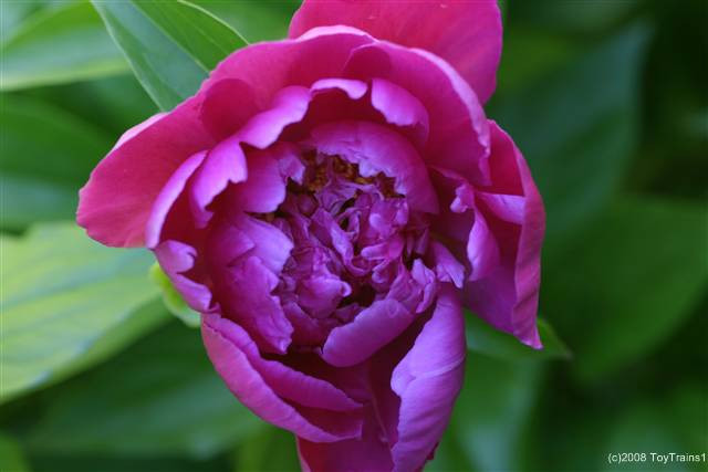 peony-2008-05