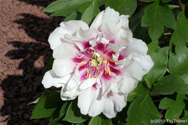 peony-2010-009