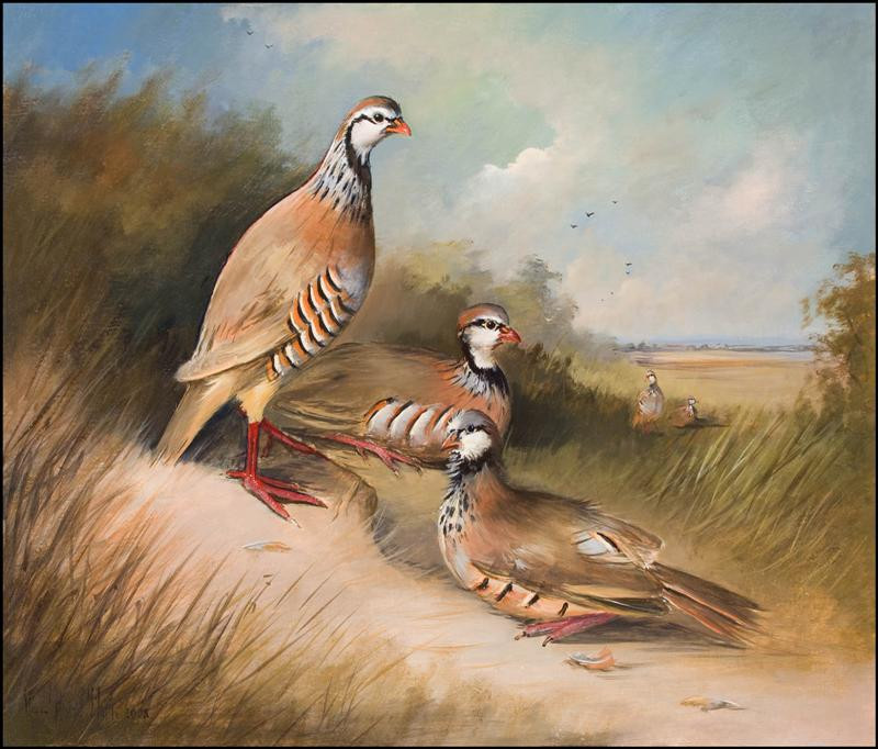 red legged partridges (Medium)