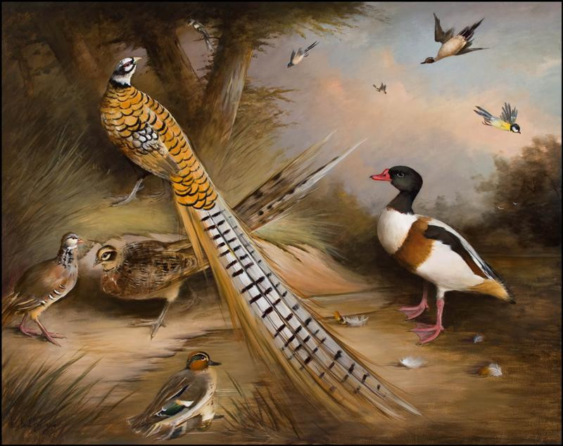 reeves pheasants and other birds bigger (Medium)