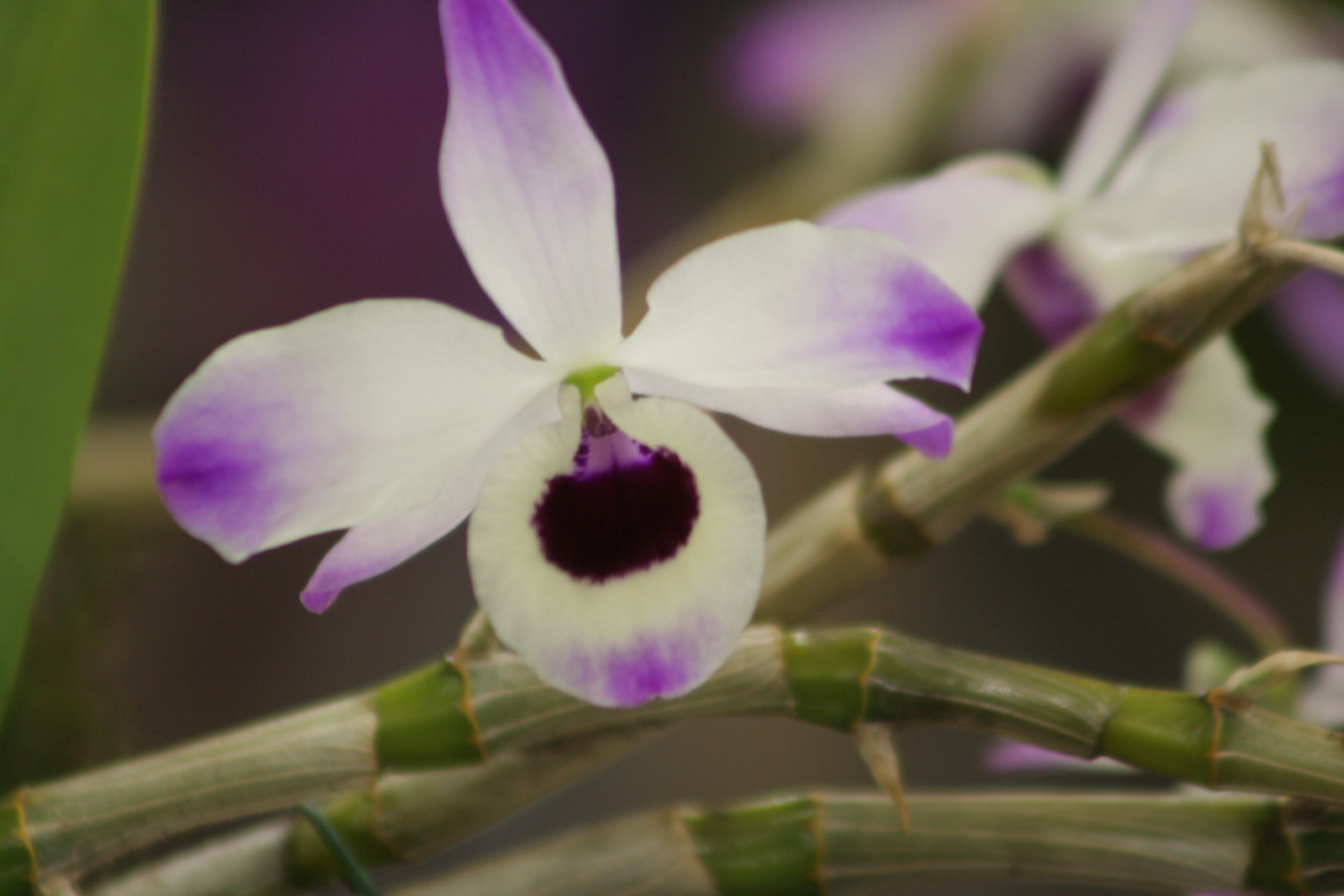 2010.03.19 orchidea kiállítás 043