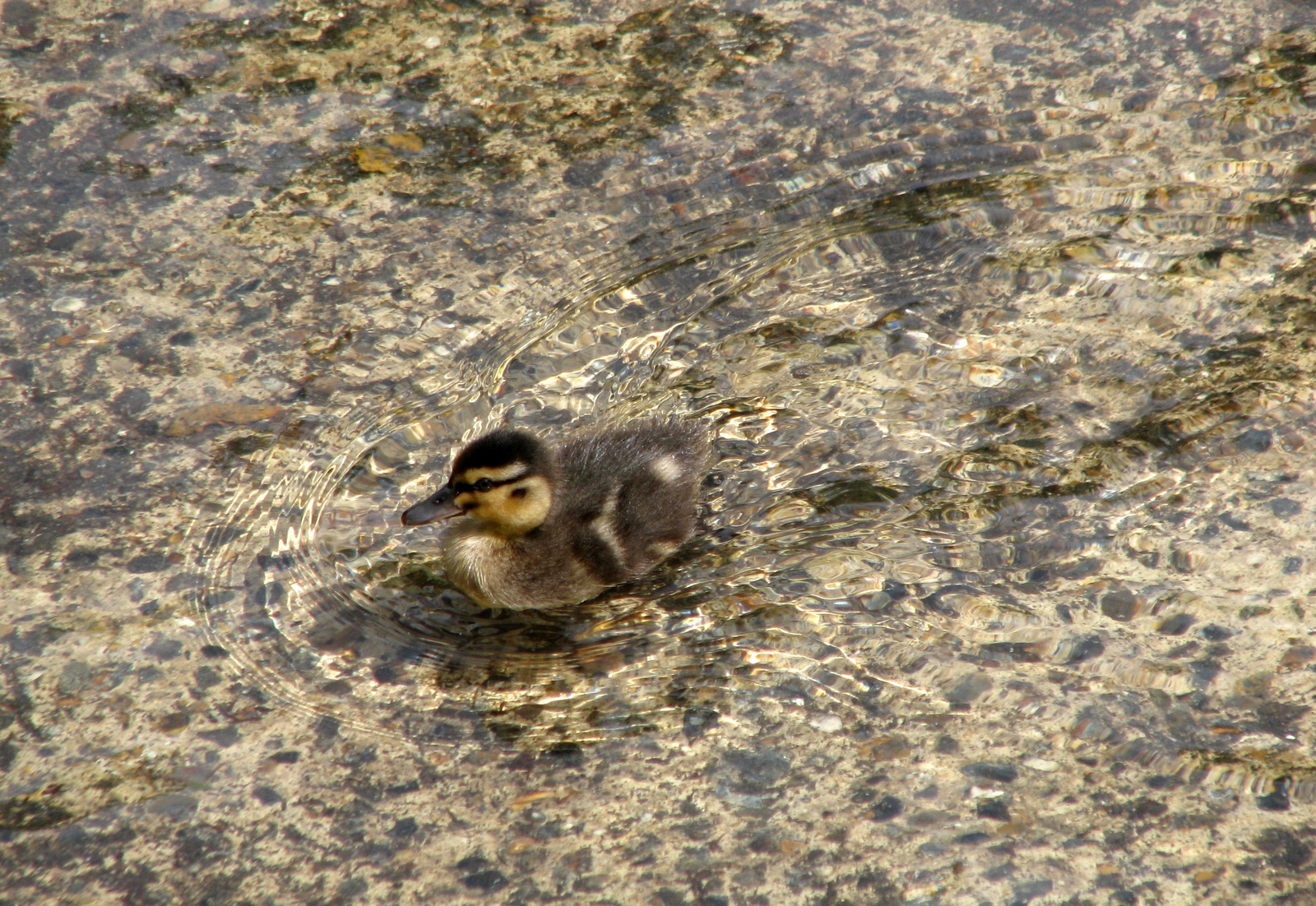 Duckling