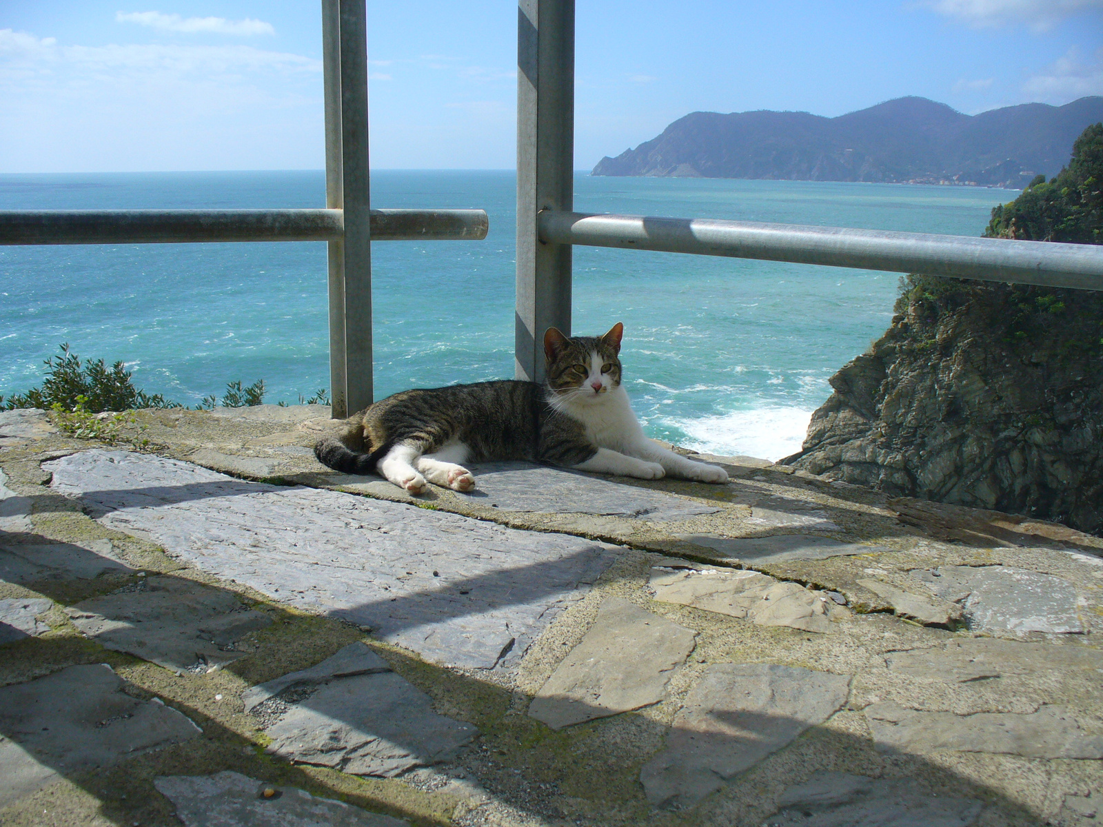 Corniglia, tenger, cica