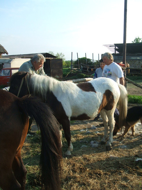 Gárdony 2008.05.01. 020