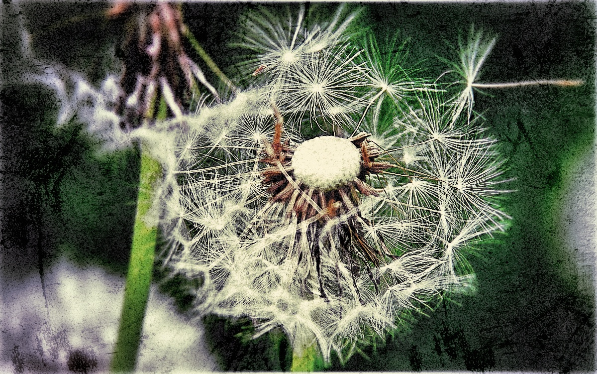 IMGM1882 Snapseed