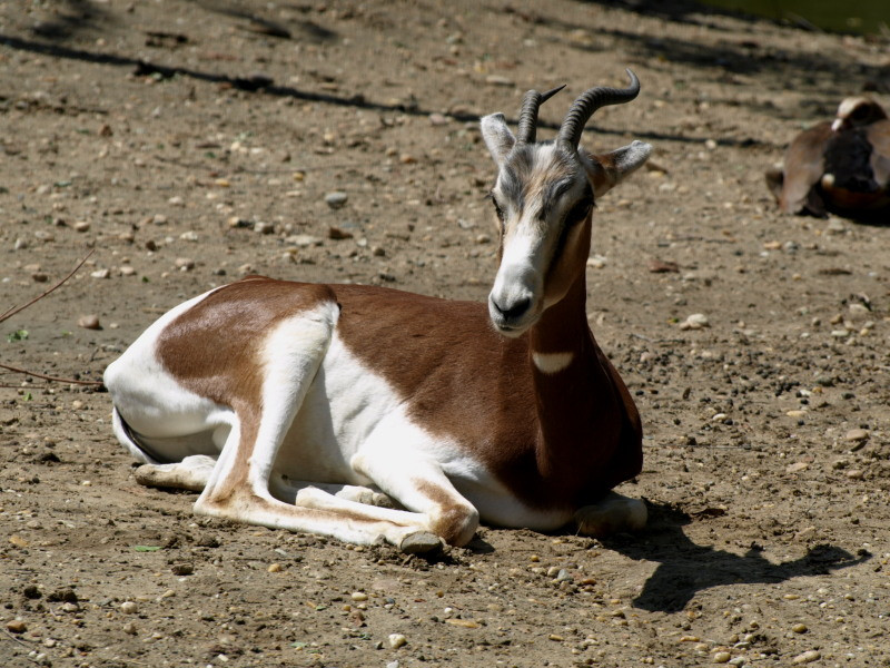 impala 2