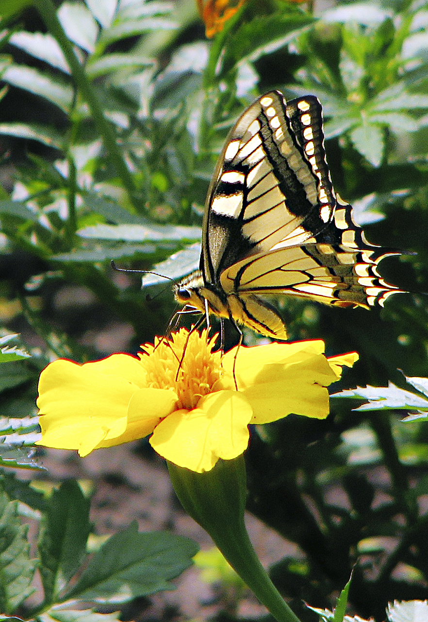 Yellow Butterfly / Sárga pillangó