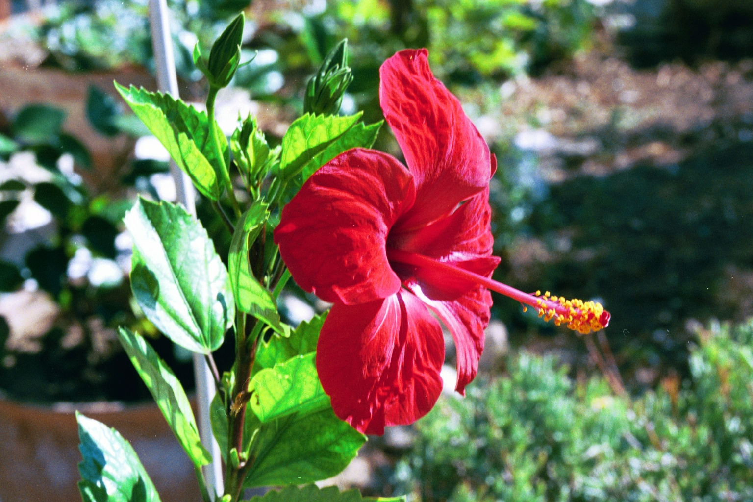 Hibiszkusz