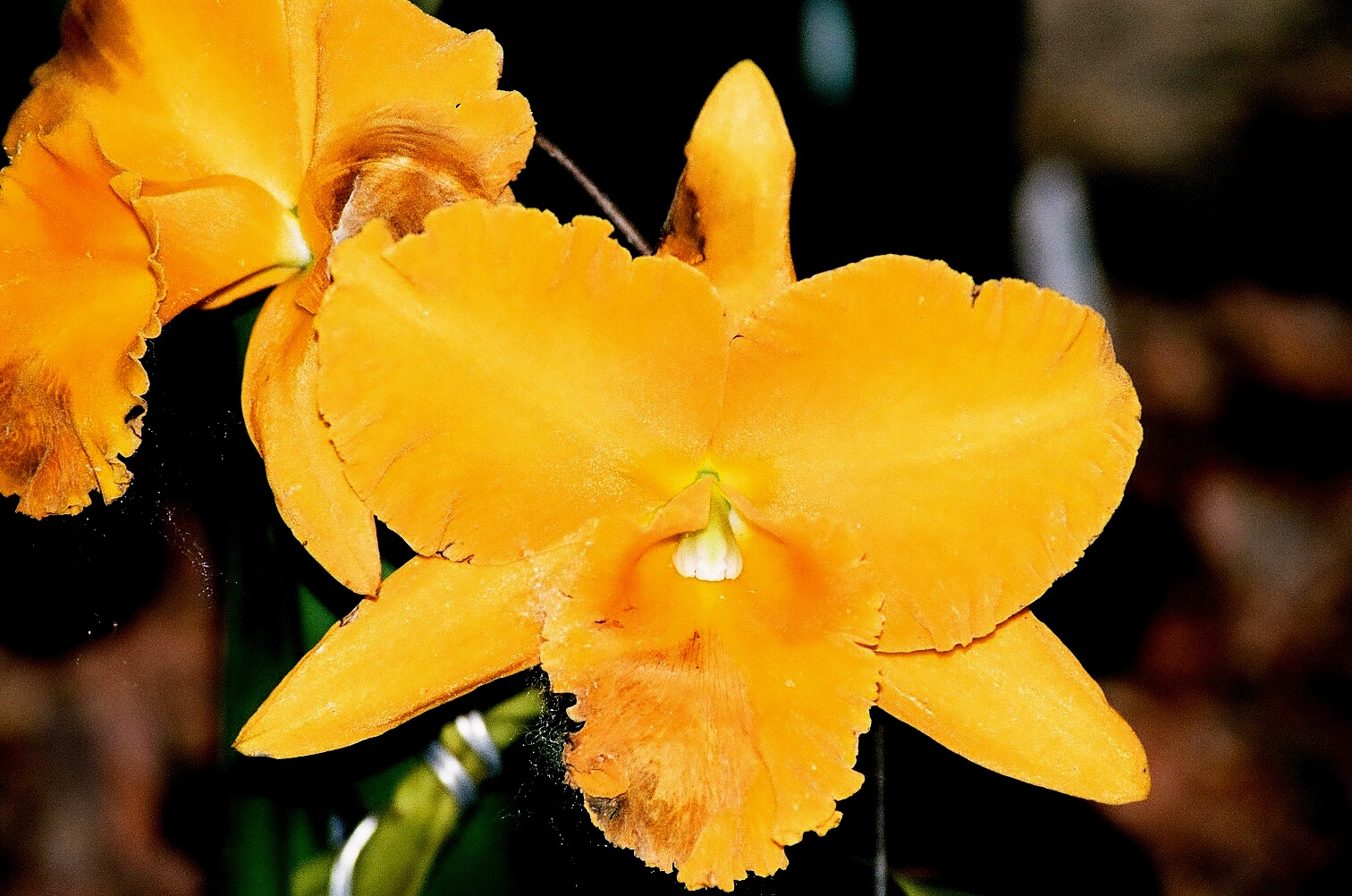 Orchidea