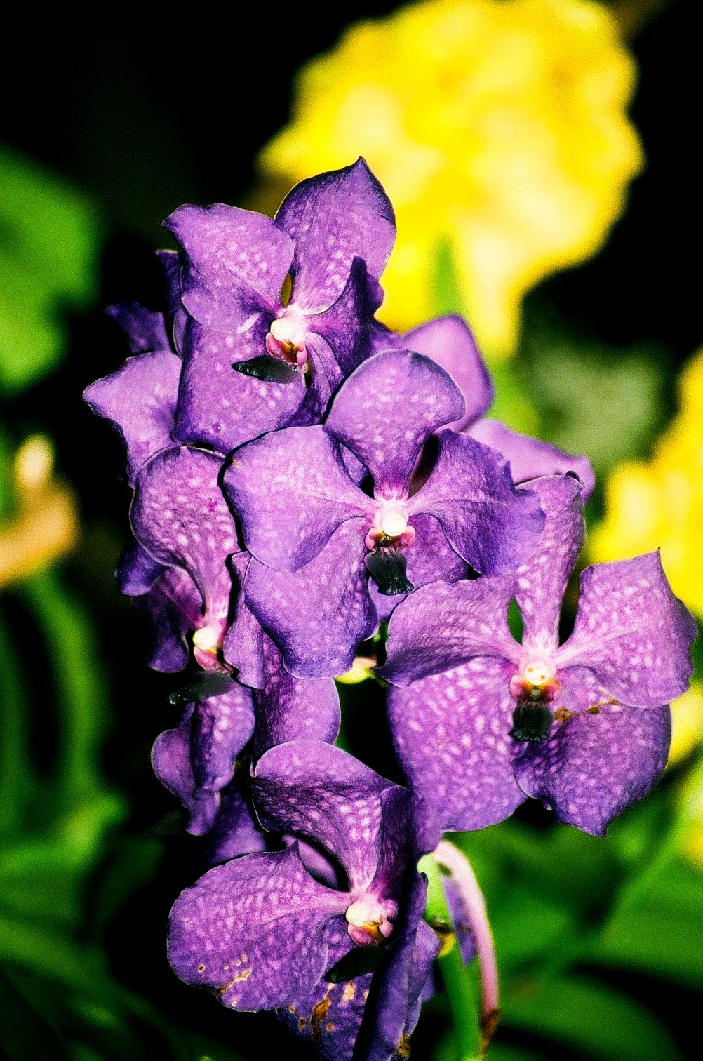 Orchidea