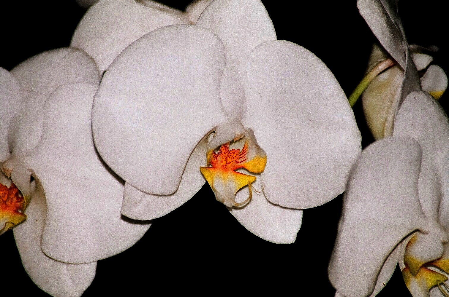 Orchidea