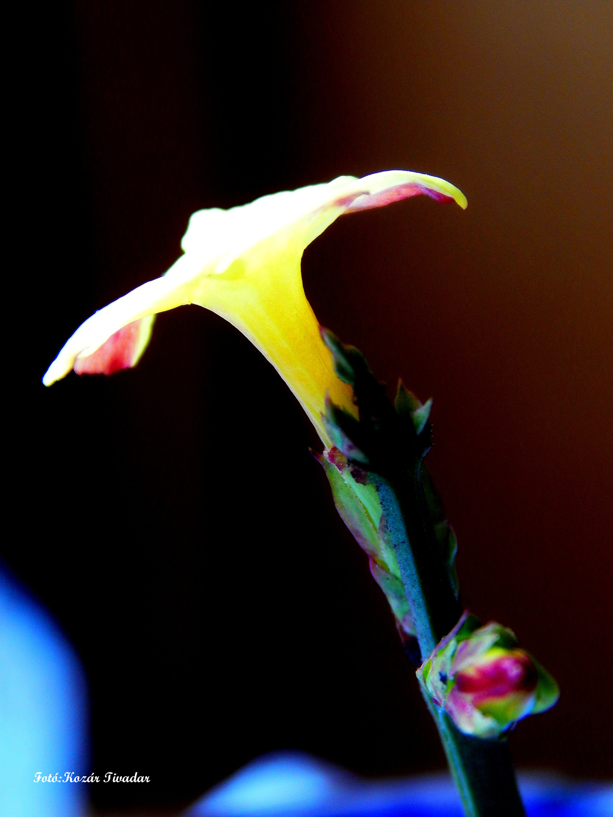 "Világító" virág