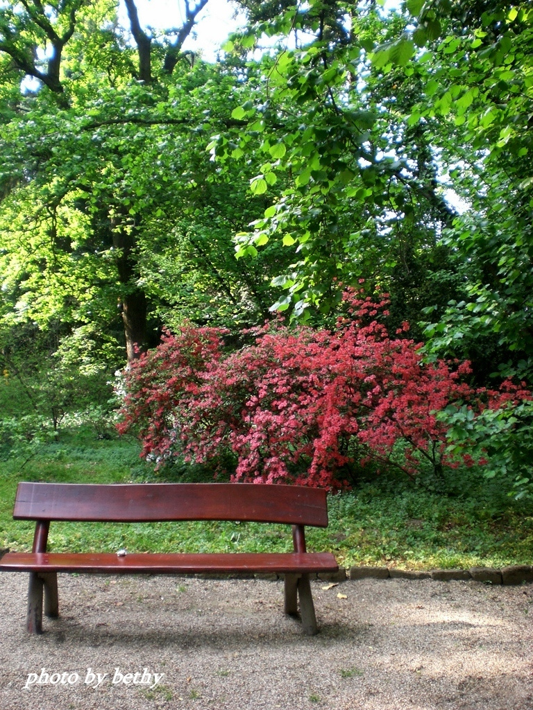 Sárvár-Arborétum részlet